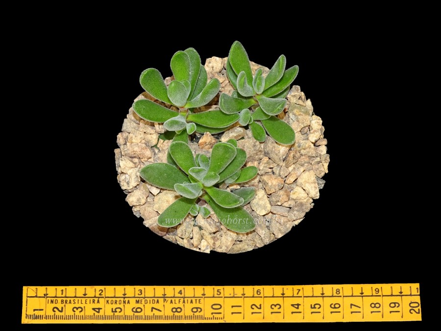 Crassula Suculentas Produtos Cactario Horst
