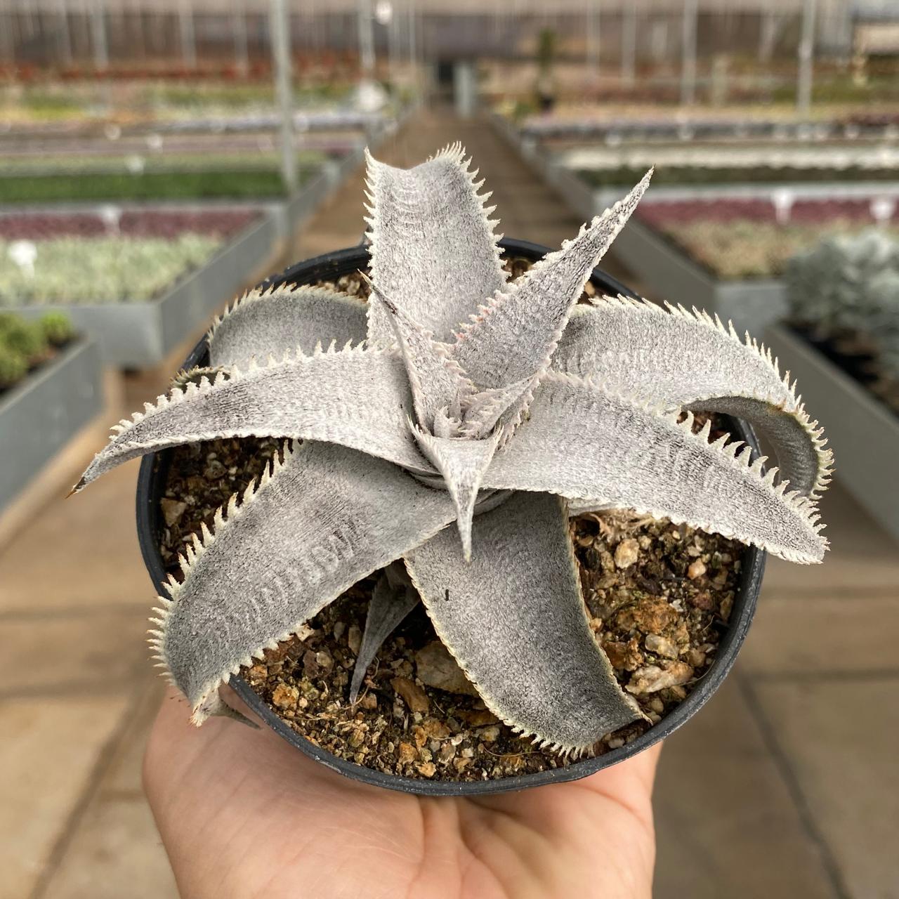 Dyckia ML SWL スーパーワイドリーフ ディッキア（Dyckia