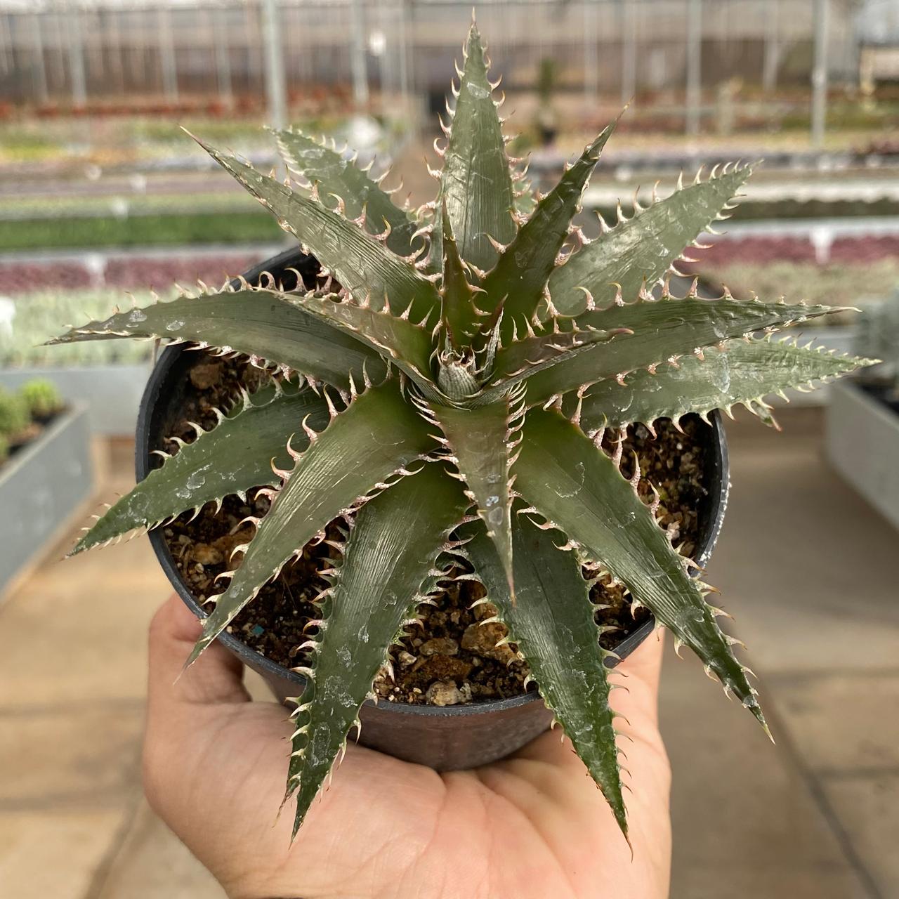 Dyckia - Coleção - Produtos - Cactário Horst