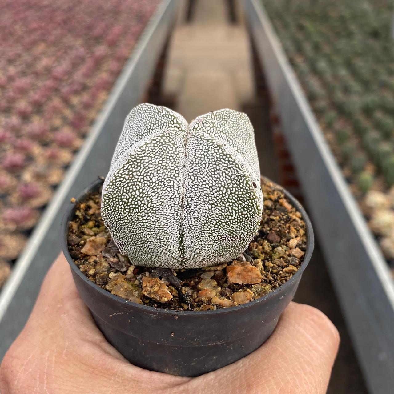 その他 OZWRT Spirit of Astrophytum その他 OZWRT Spirit of Astrophytum OZWRT Spirit of