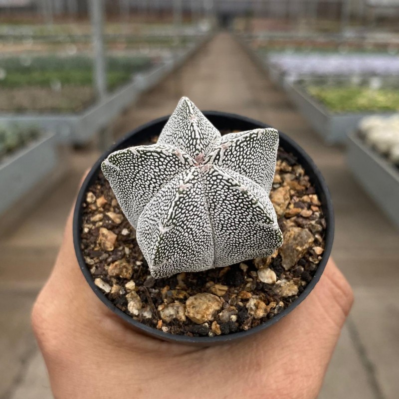 Astrophytum - Produtos - Cactário Horst