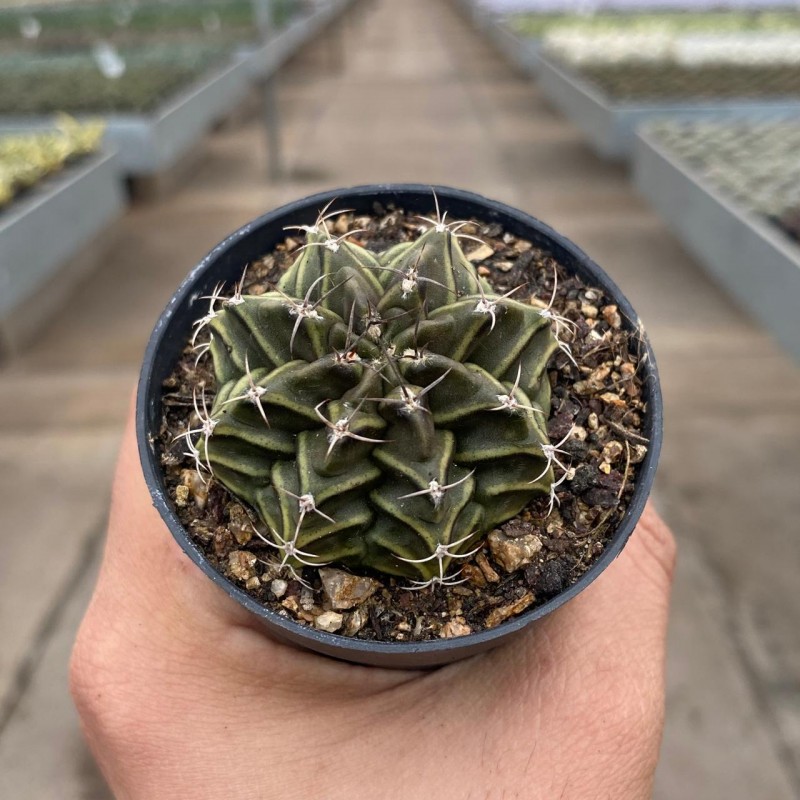 Gymnocalycium - Coleção - Produtos - Cactário Horst