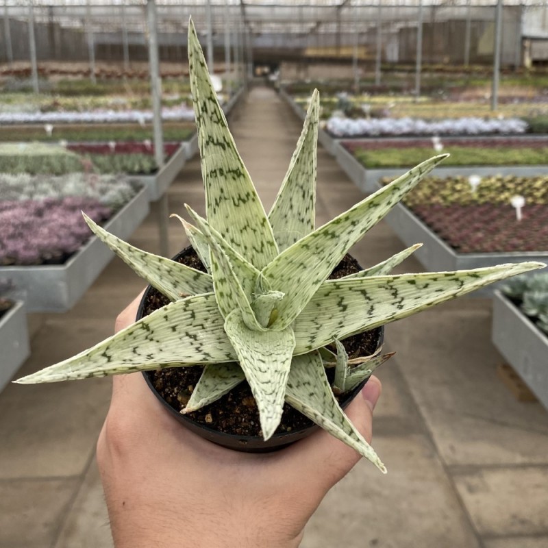 Aloe - Produtos - Cactário Horst