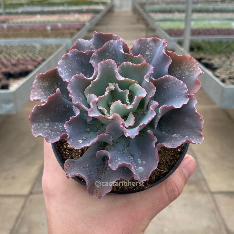Echeveria - Produtos - Cactário Horst