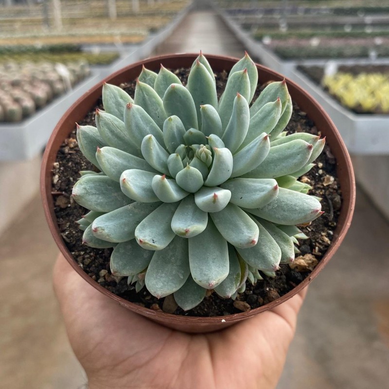 Echeveria - Produtos - Cactário Horst