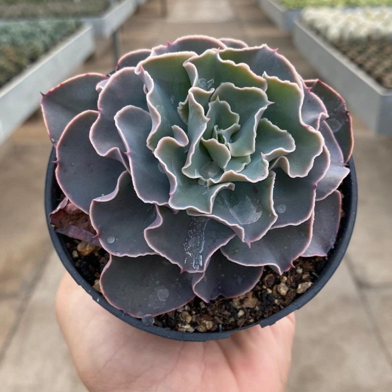 Echeveria - Coleção - Produtos - Cactário Horst