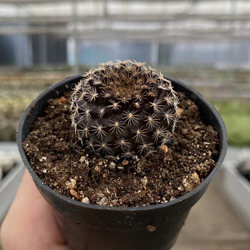 Copiapoa - Produtos - Cactário Horst