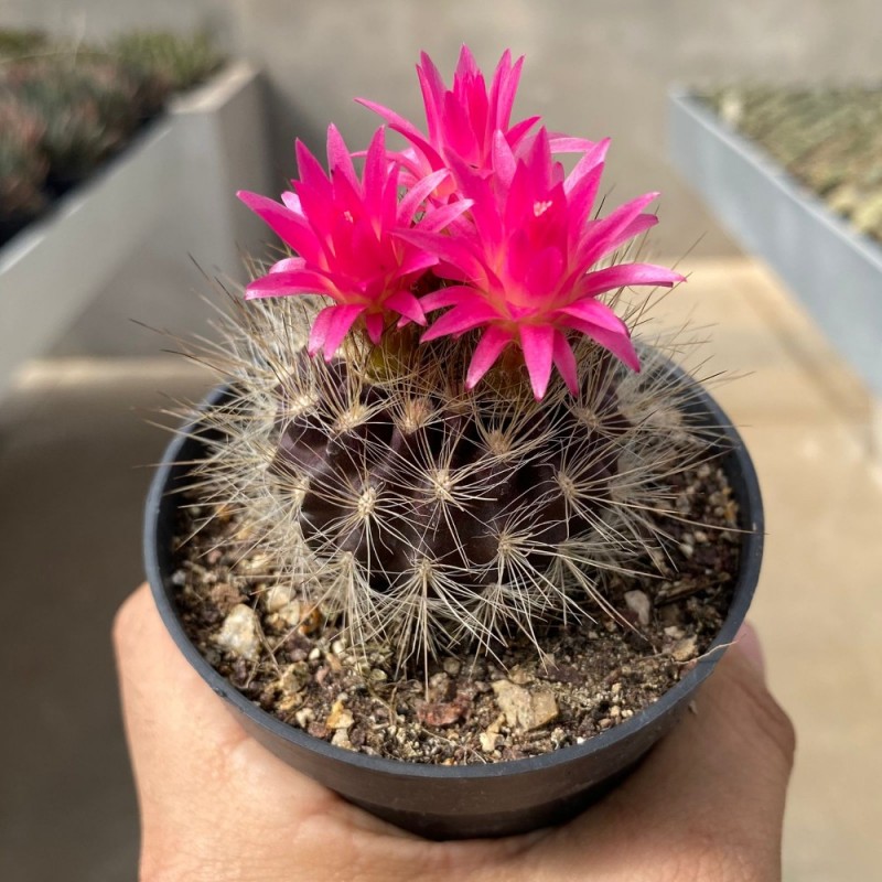 サンヨー Cacti Neoporteria - Produtos - Cactário Horst
