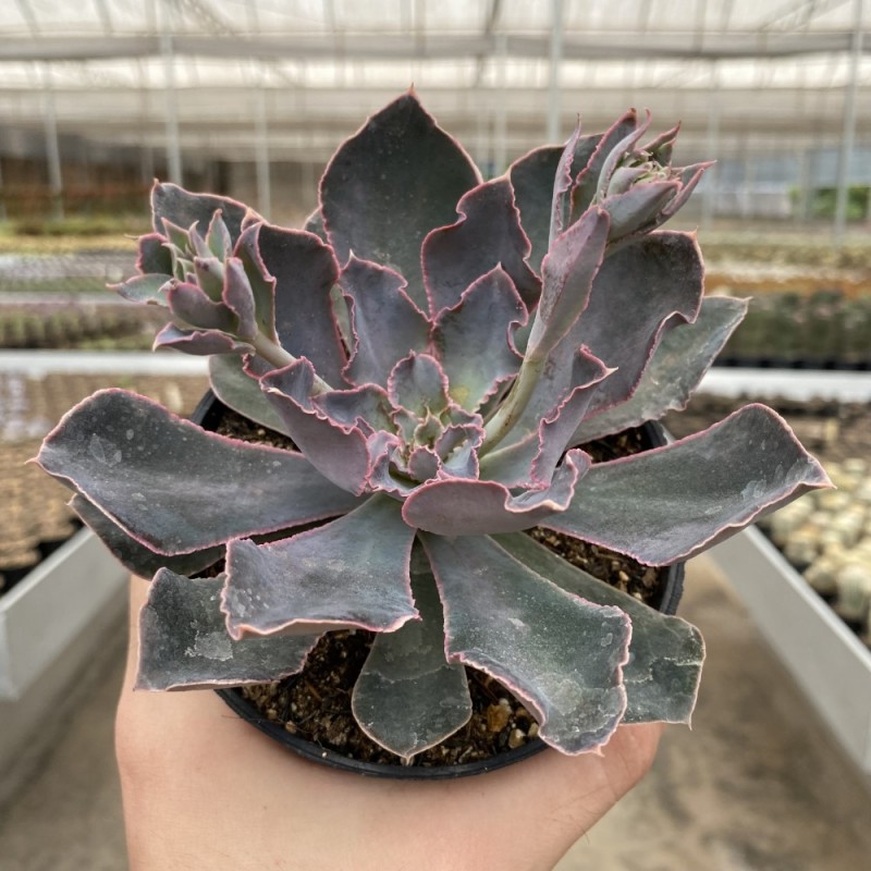 Echeveria - Coleção - Produtos - Cactário Horst
