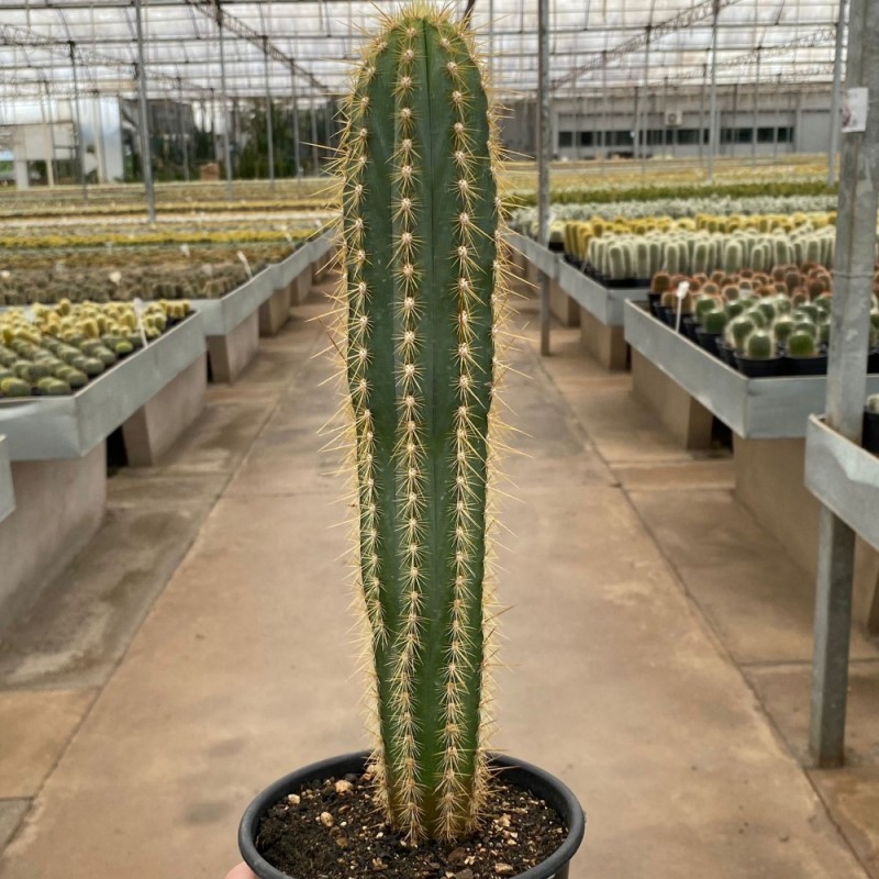 Pilosocereus pachycladus 'スーパーフロッコサス' Pilosocereus - Produtos - Cactário Horst