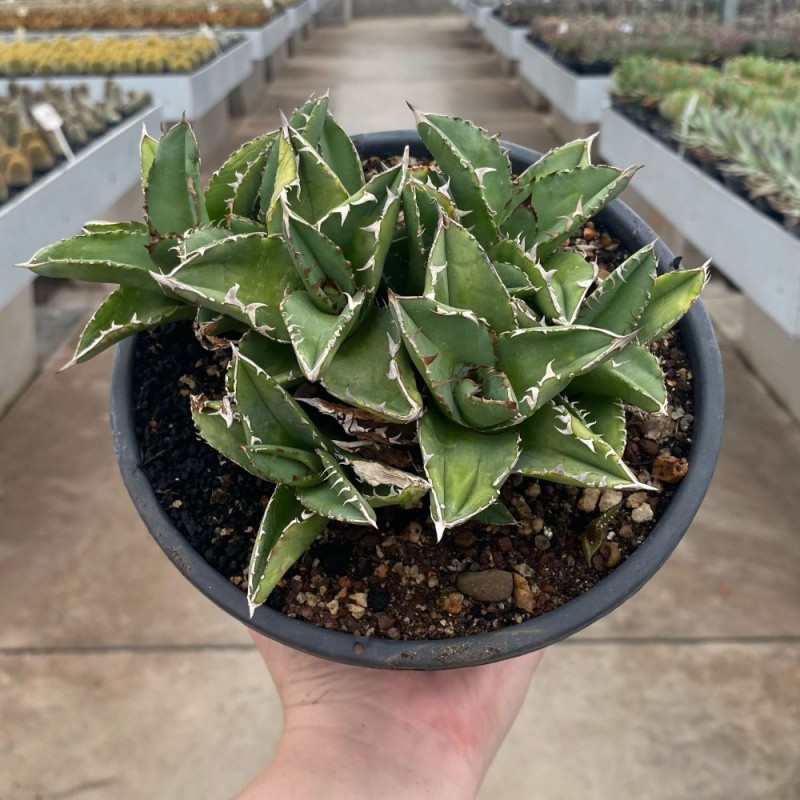 Agave - Suculentas Pt 14 - Produtos - Cactário Horst