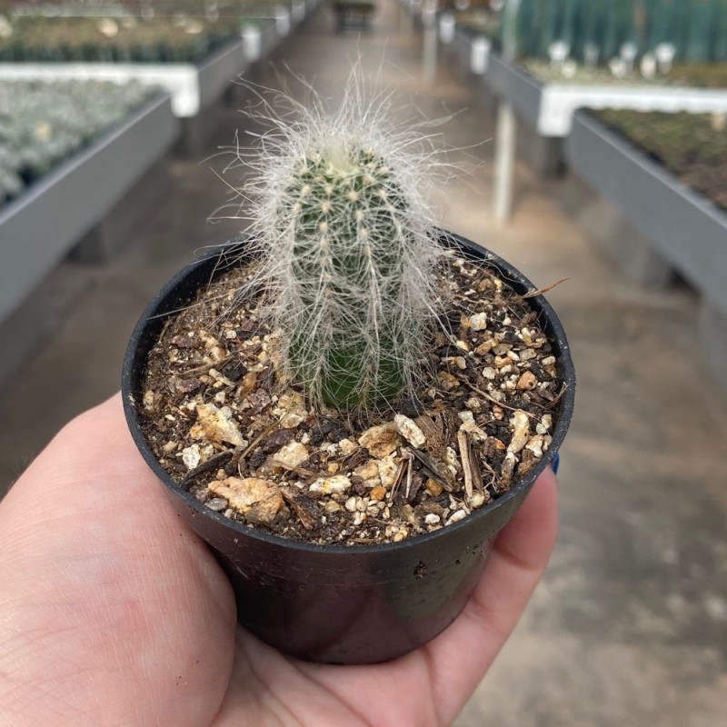 Echinocereus - Produtos - Cactrio Horst