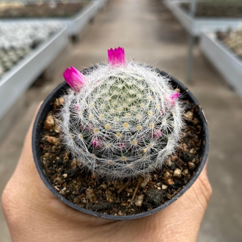 Mammillaria - Coleo - Produtos - Cactrio Horst