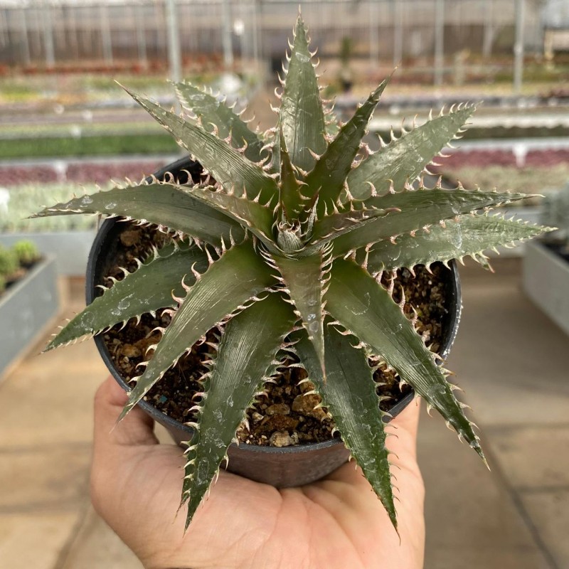 DBディッキア Dyckia fosteriana x platyphylla Dyckia - Coleção - Produtos - Cactário Horst
