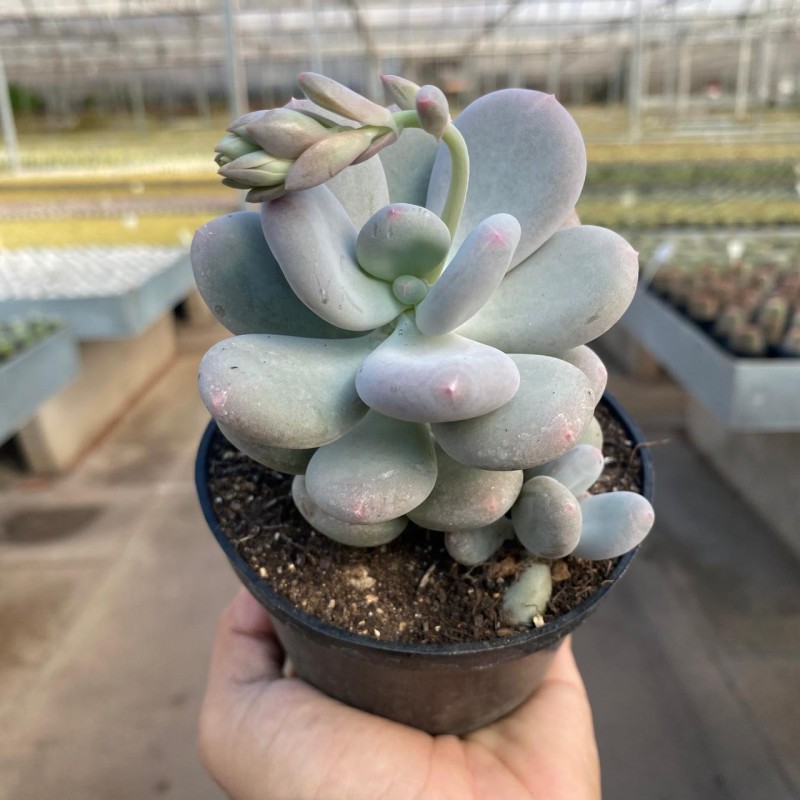 Pachyphytum - Produtos - Cactário Horst