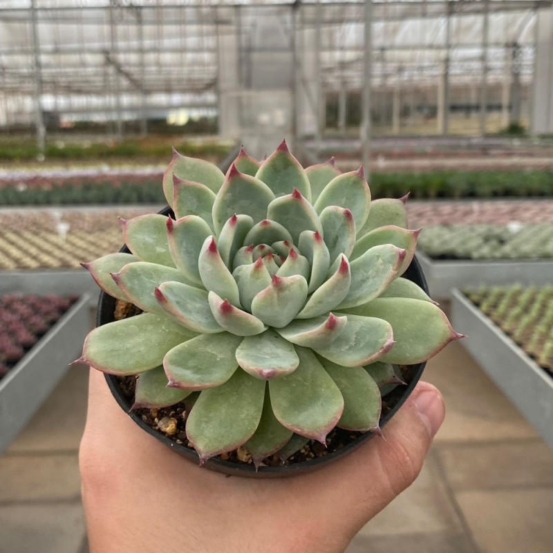 Echeveria - Coleção - Produtos - Cactário Horst