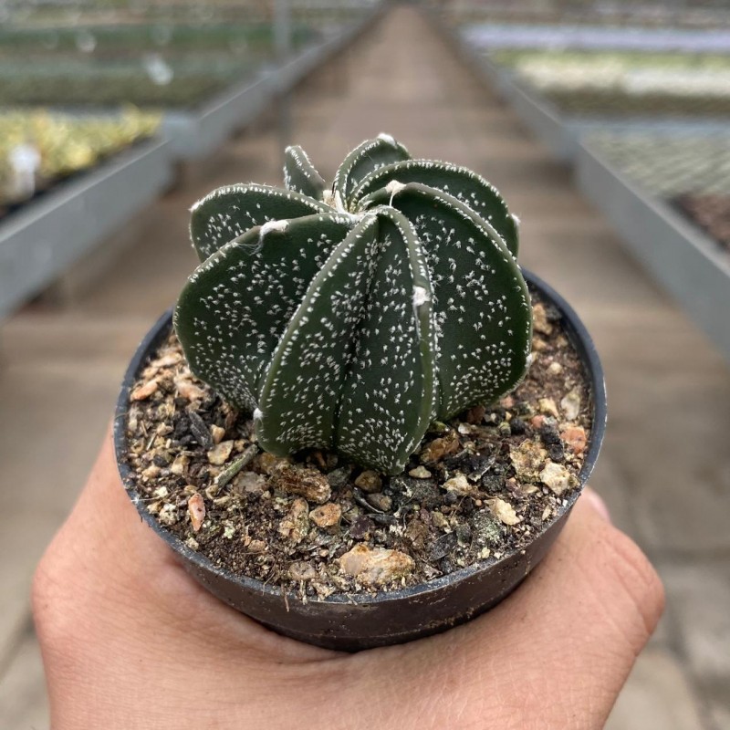Astrophytum - Coleção - Produtos - Cactário Horst