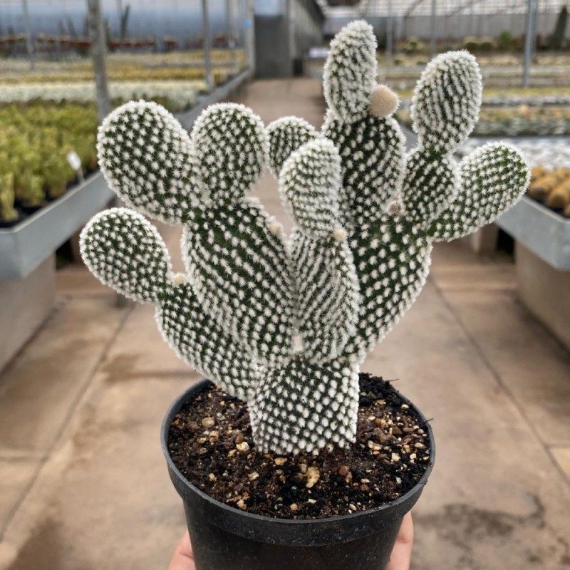Opuntia - Produtos - Cactário Horst