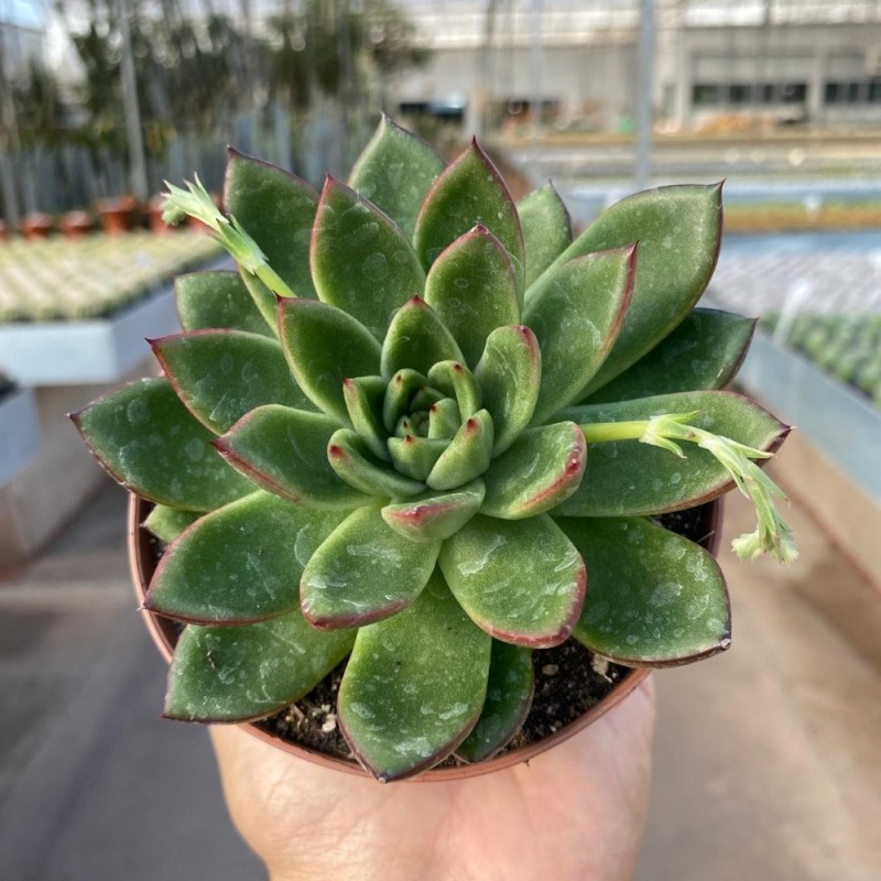 Echeveria - Produtos - Cactário Horst