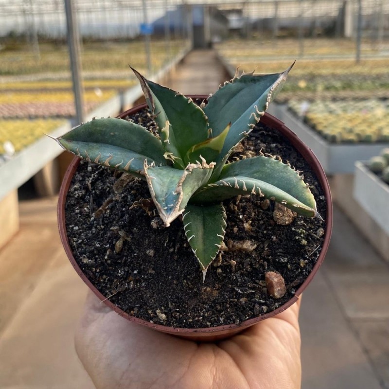 Agave - Produtos - Cactário Horst