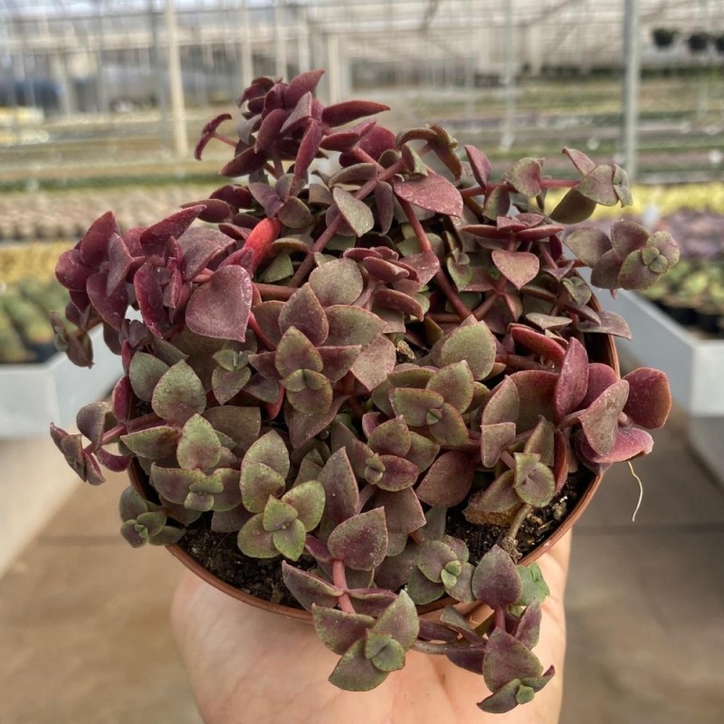 Crassula - Suculentas Pt 11 - Produtos - Cactário Horst