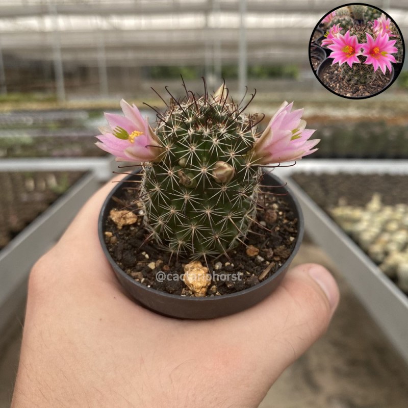 Mammillaria - Cactos Pt 07 - Produtos - Cactrio Horst