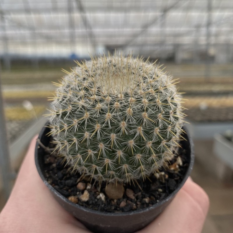 Mammillaria - Cactos Pt 07 - Produtos - Cactrio Horst