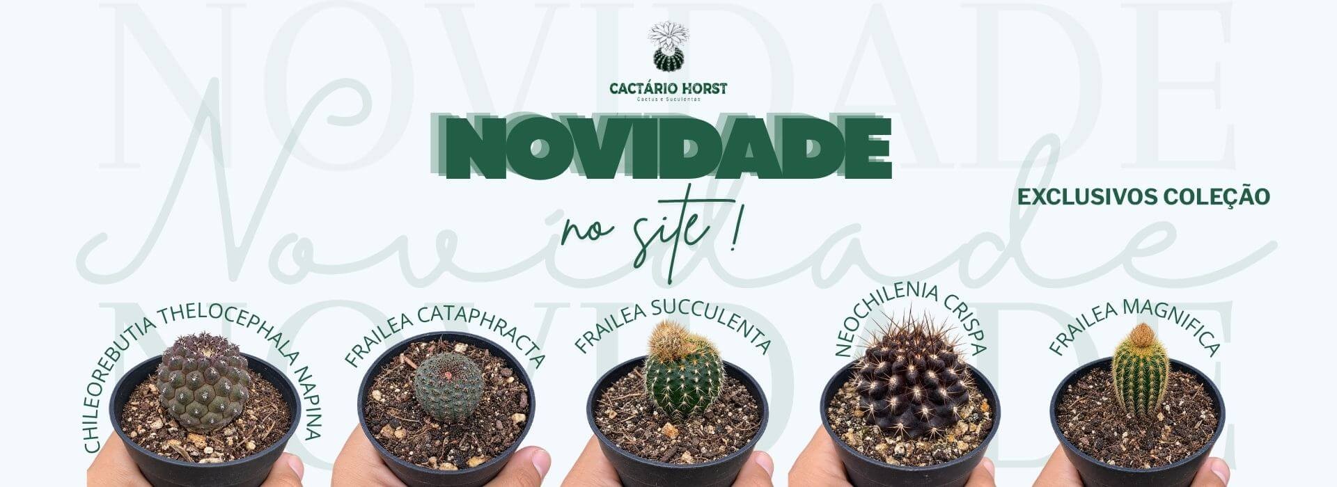 NOVIDADE 08/10
