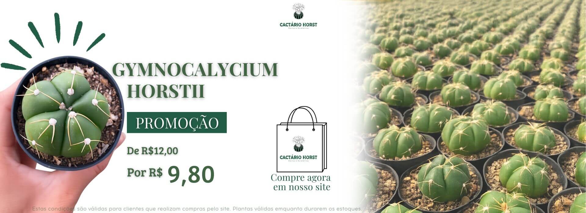 gymno promoção